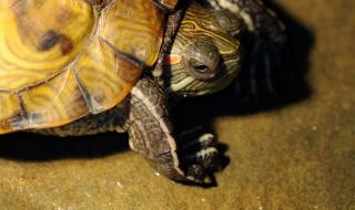 巴西彩龟可以长期在水里吗